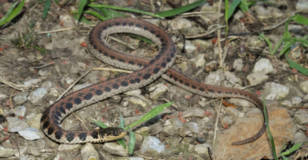 Il serpente di Kirtland va dal rossastro al marrone scuro, con quattro file di macchie scure e rotonde alternate sul dorso e sui lati.
