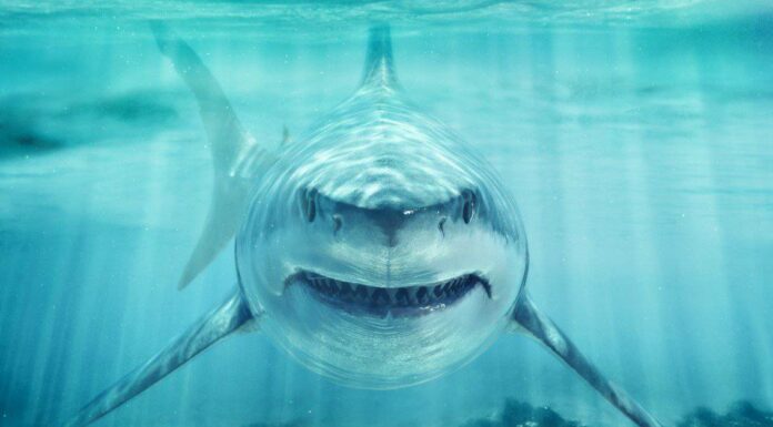 10 squali più grandi dei grandi squali bianchi
