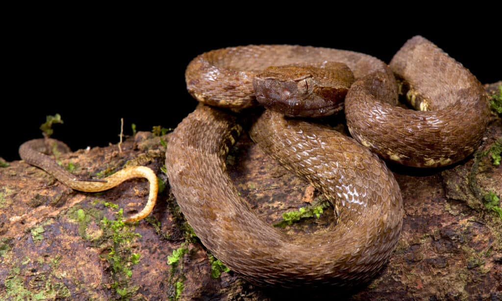 10 serpenti del Rio delle Amazzoni