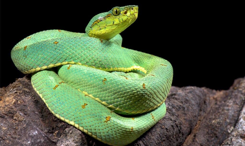 10 serpenti del fiume amazzonico