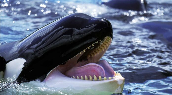 Filmati rari mostrano come branchi di balene assassine devastino i grandi squali bianchi

