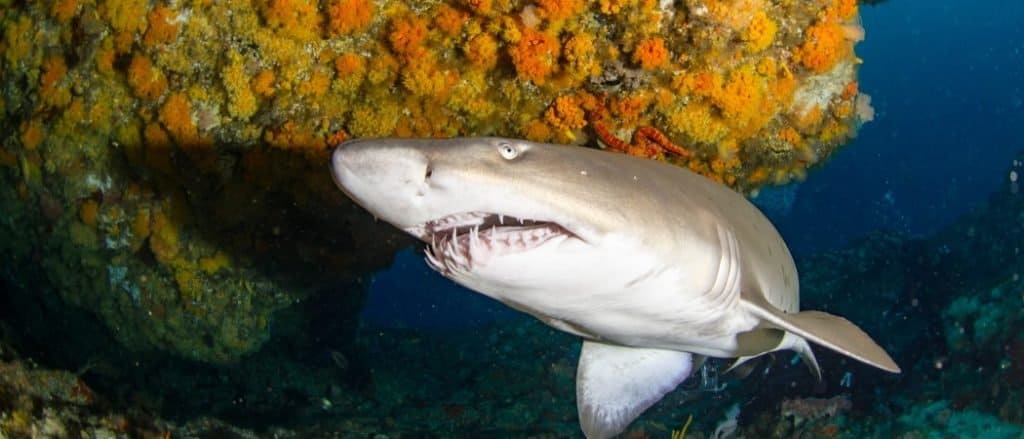 Lo squalo gigante della tigre della sabbia nuota in una grotta.