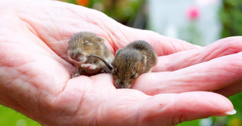 Baby pet Mouse - Baby Mouse