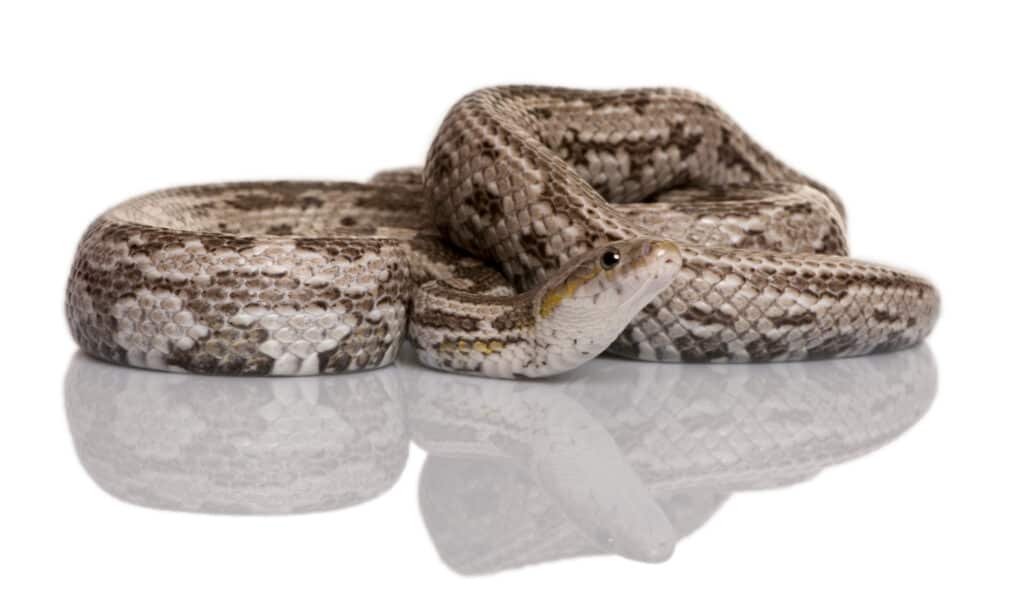 Un serpente di ratto di Barid arrotolato su uno sfondo bianco
