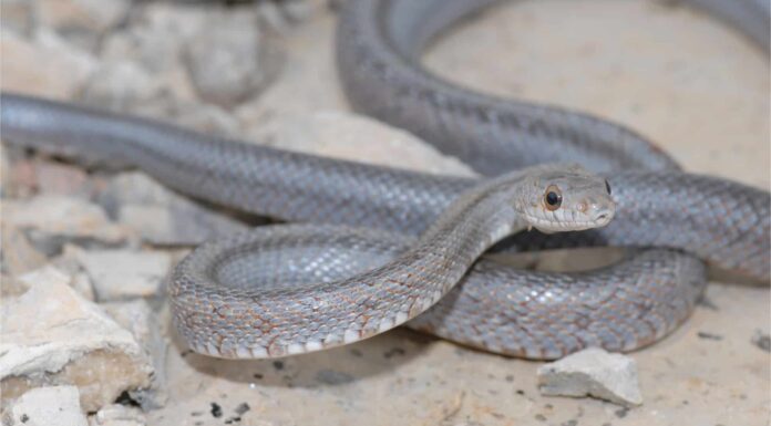 Scopri il serpente di ratto di Baird più grande mai registrato
