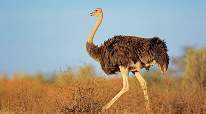 Ostrich vs. Emu - Ostrich Feet