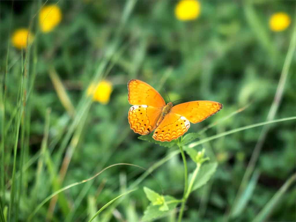 Farfalla del raggio di sole alterata
