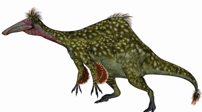 Deinocheirus
