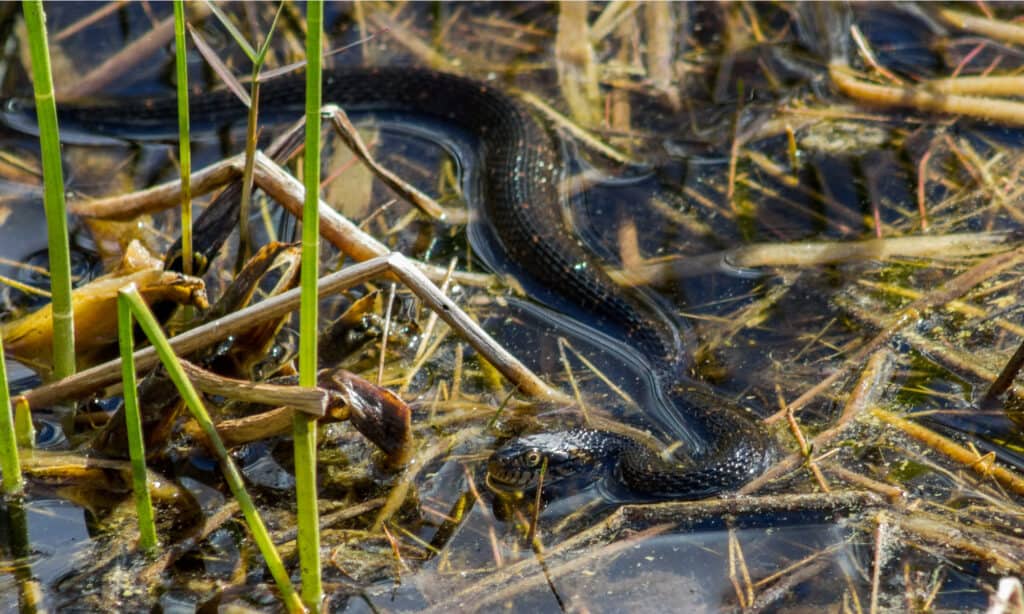 Serpente d'acqua verde - Serpenti d'acqua del Tennessee