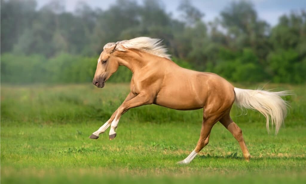 Cavallo Palomino con lunga criniera corsa libera nel prato verde.
