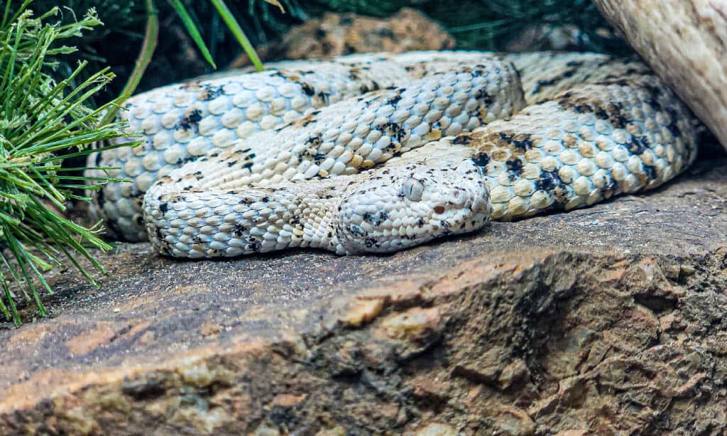 Serpente a sonagli, roccia 