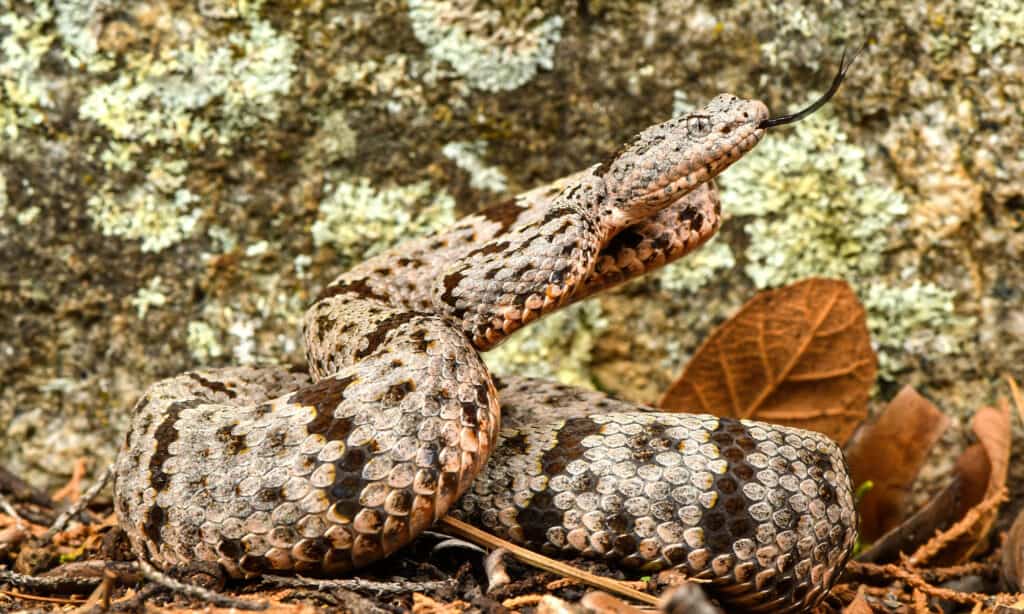 serpente a sonagli di roccia