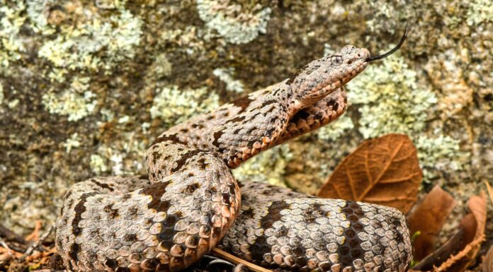 eastern diamondback rattlesnake curled up in grass