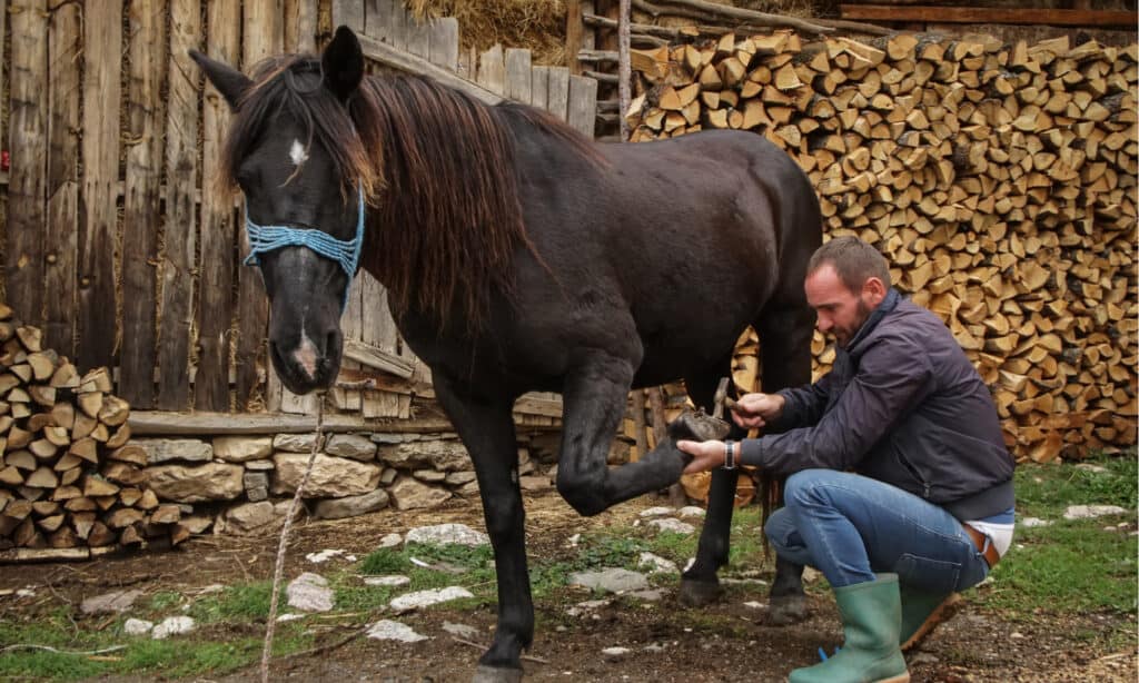 Guida al cavallo da compagnia