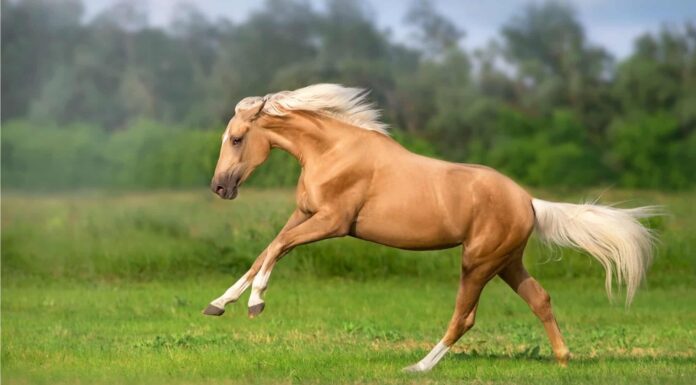 Assicurazione cavallo: cosa copre e quando ottenerla
