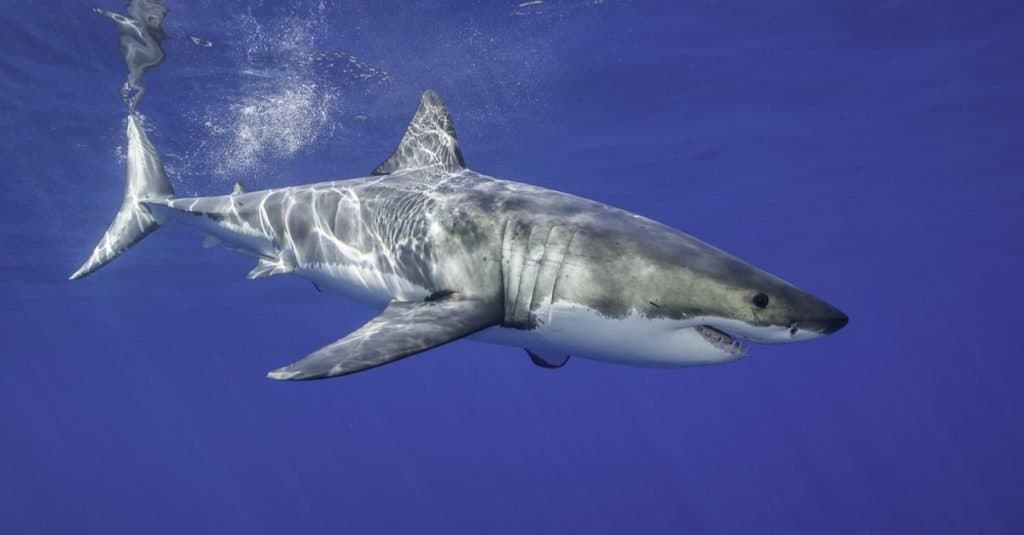 Il più grande squalo: il grande squalo bianco
