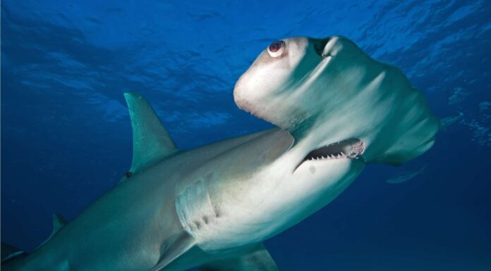 Predatori martello: cosa mangia gli squali martello?
