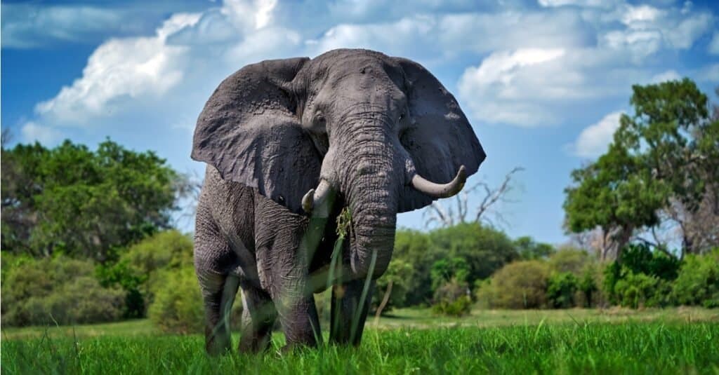 Animali con la pelle più dura: l'elefante