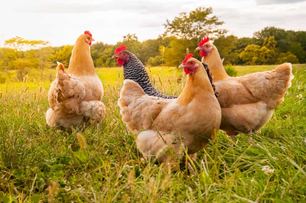 polli in un campo