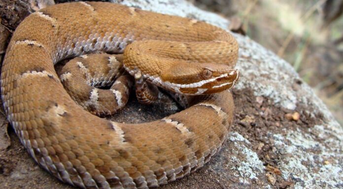 Arizona Ridge-nosed Rattlesnake, Crotalus willardi