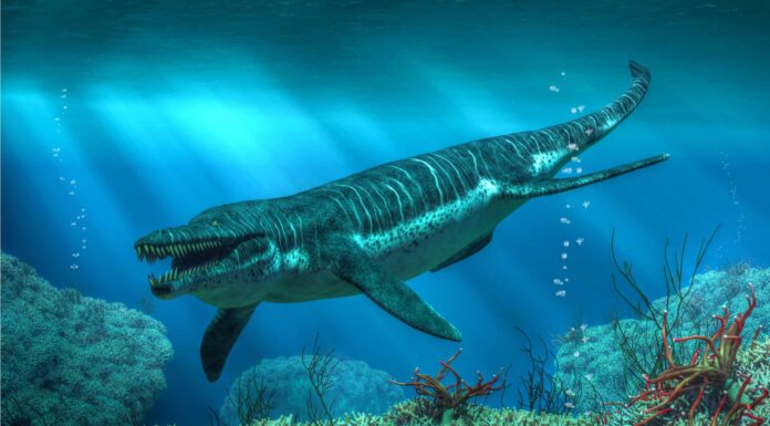 Adult mosasaur tylosaurus swimming close to the sea bed