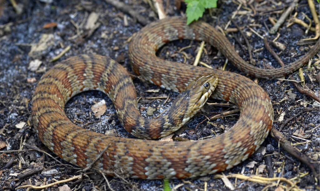 I serpenti d'acqua fasciati vengono spesso scambiati per cottonmouth.