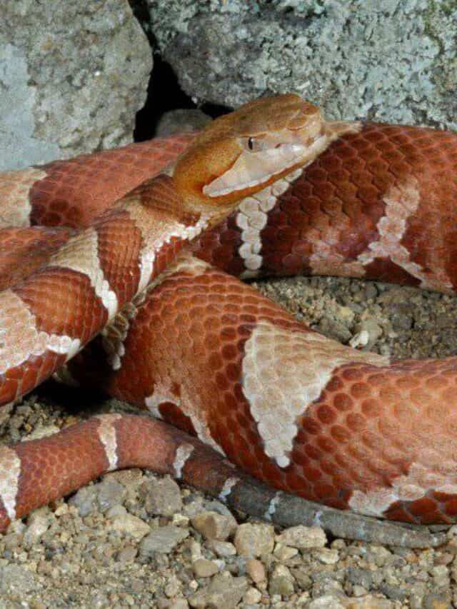 Che aspetto ha un serpente Copperhead