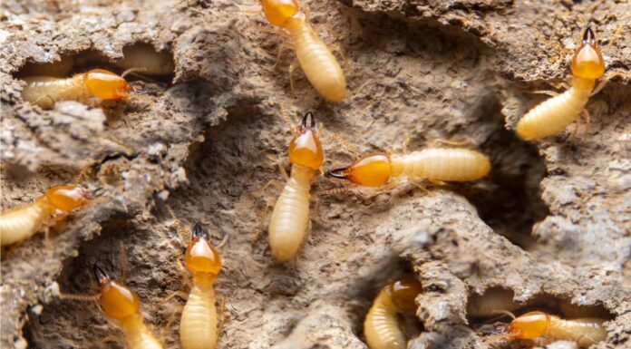 10 fatti incredibili sulla termite
