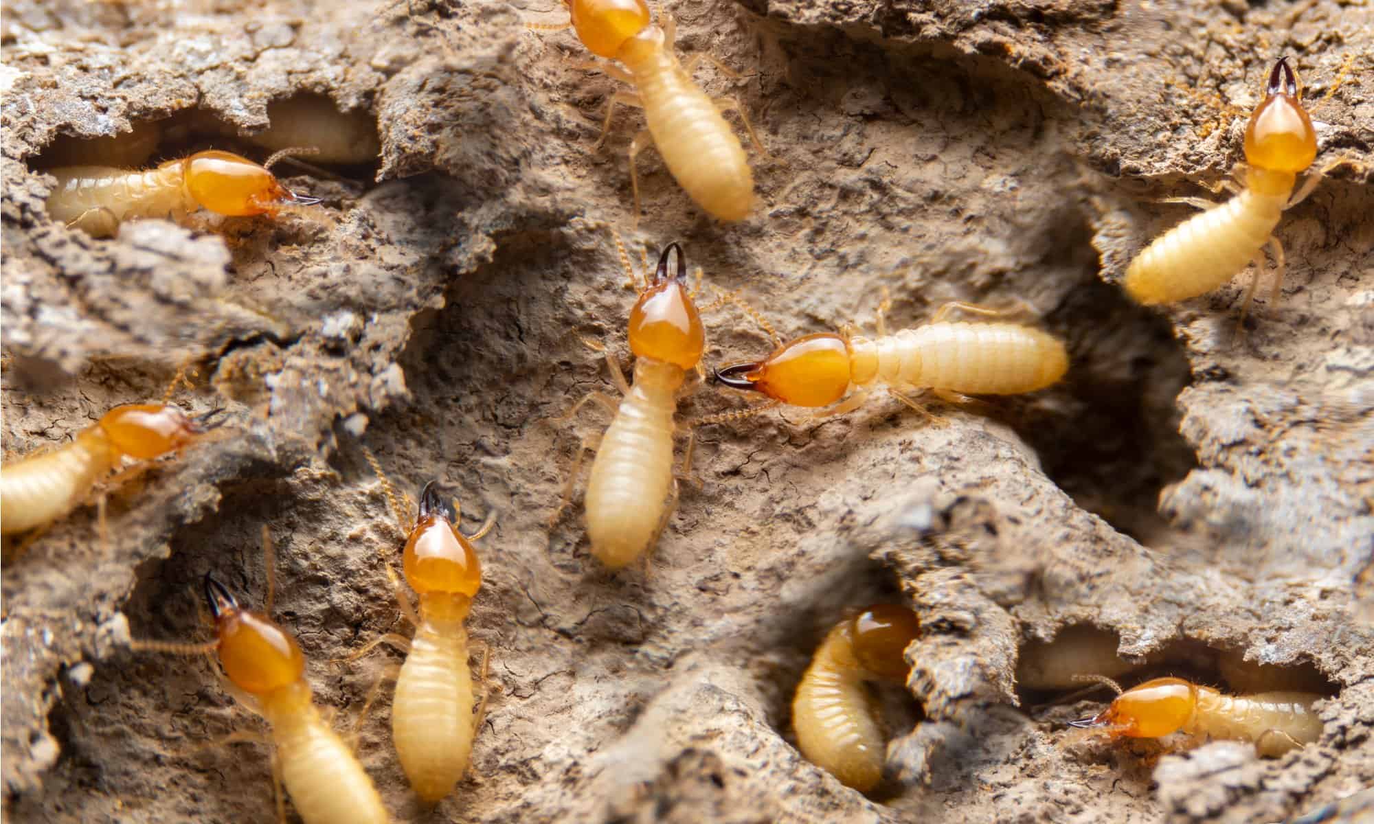 termiti che scavano