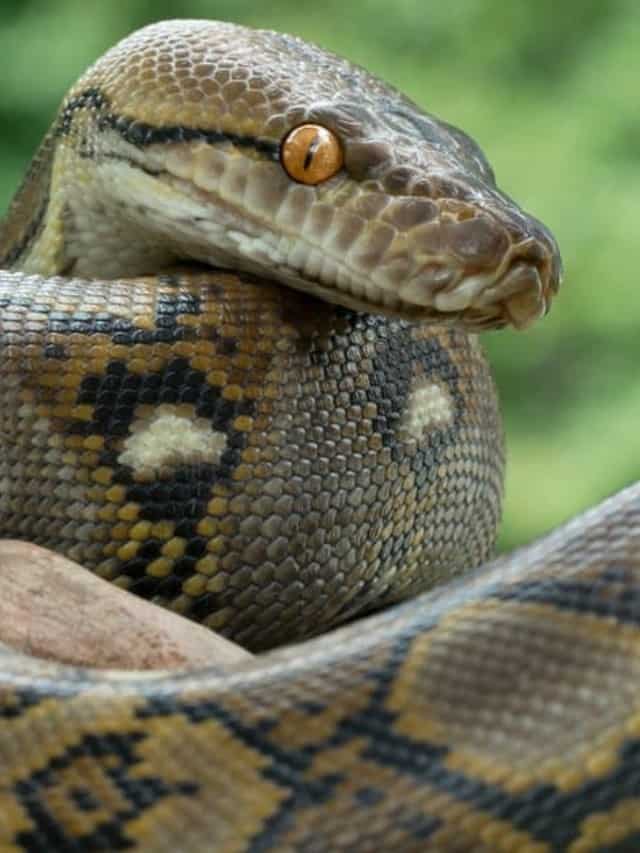 Incontra 15 dei fatti sui serpenti più incredibili del mondo Immagine di copertina