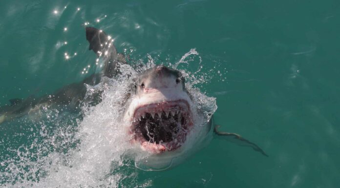 I 10 squali più grandi vicino alle spiagge della Carolina del Nord
