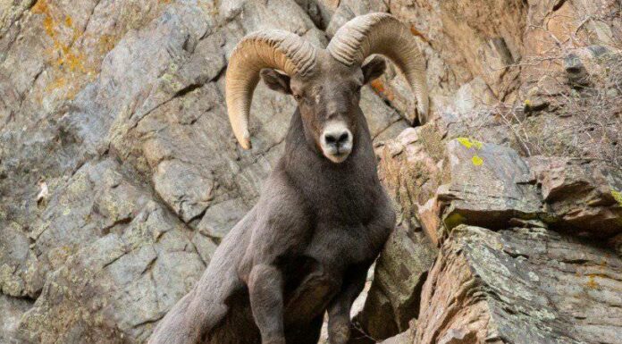 10 incredibili fatti sulle pecore Bighorn
