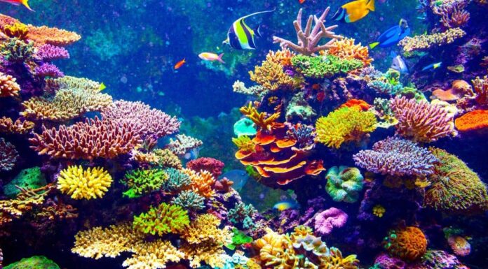 10 incredibili fatti sul corallo
