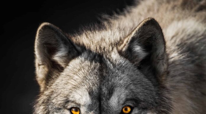 La reintroduzione dei lupi a Yellowstone: è stato un successo?
