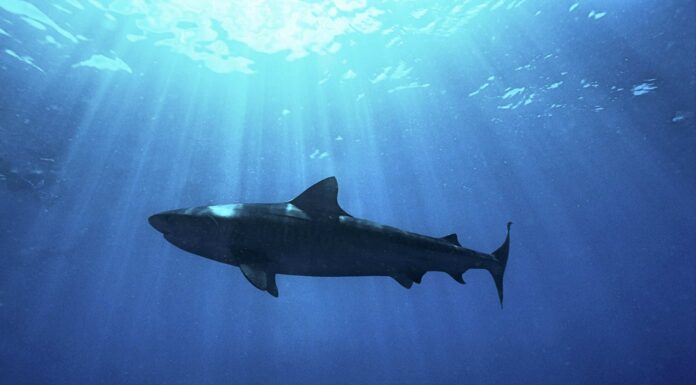 Scopri il più grande squalo oscuro mai catturato in Florida
