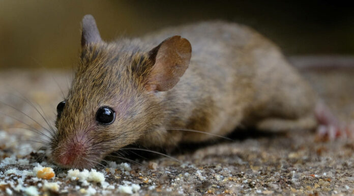 I topi portano rabbia e altre malattie?
