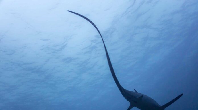 Scopri il più grande squalo volpe mai catturato in Florida
