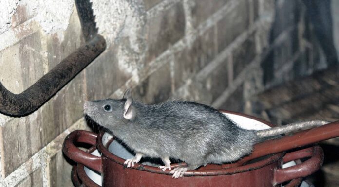 I topi mangiano i topi?
