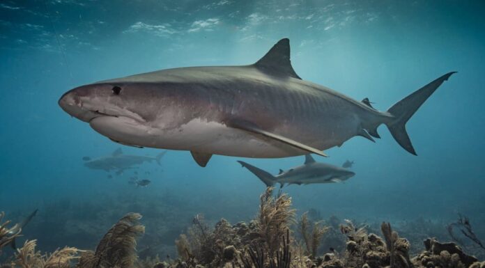 9 spiagge di Maui con il maggior numero di attacchi di squali
