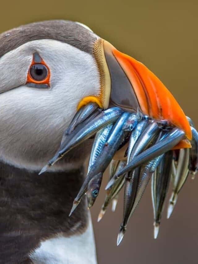 uno dei fatti più incredibili sulle pulcinelle di mare è che possono trasportare fino a 12 pesci in bocca contemporaneamente, il che è utile per nutrire i loro pulcini