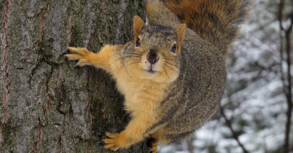 primo piano di uno scoiattolo volpe