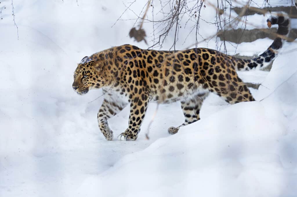 Il leopardo dell'Amur