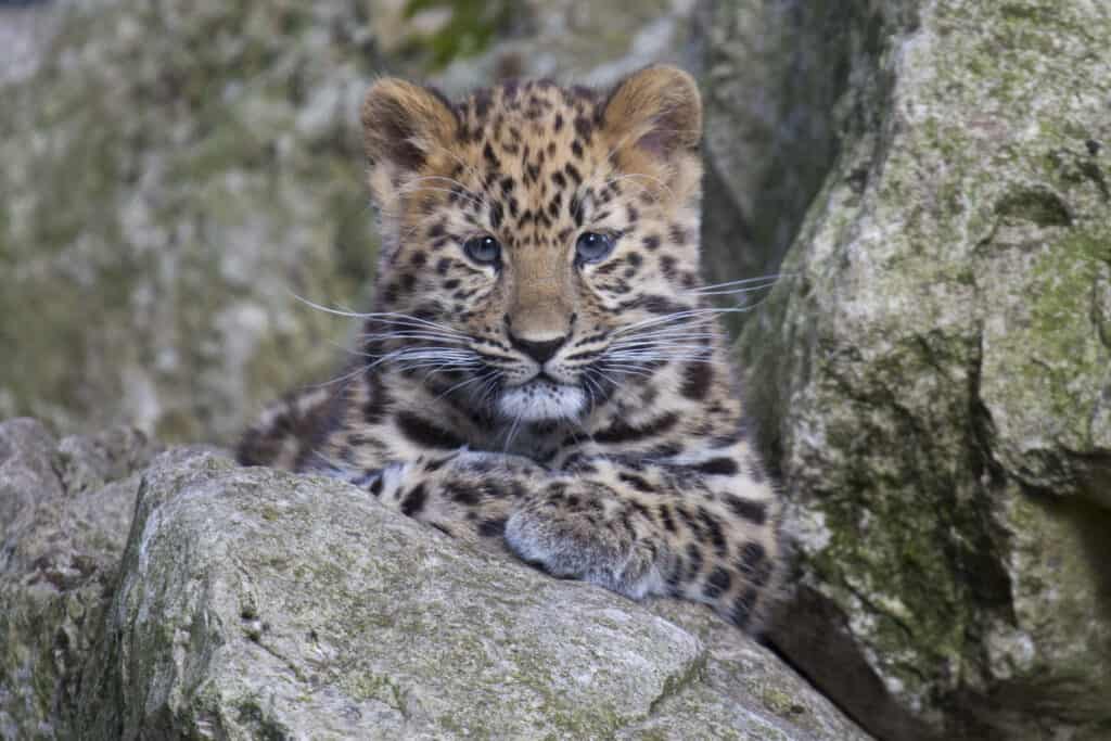 Cucciolo di leopardo dell'Amur