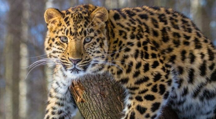 10 incredibili fatti sul leopardo dell'Amur
