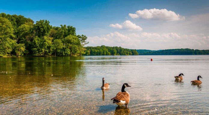 I 10 migliori luoghi di pesca nel Maryland quest'estate
