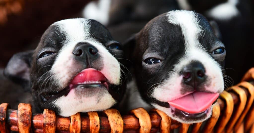 Cuccioli di Boston Terrier con la lingua di fuori