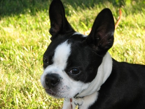 Cucciolo di boston terrier