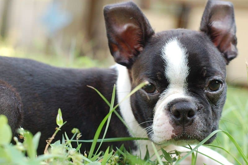 Un cucciolo di Boston Terrier