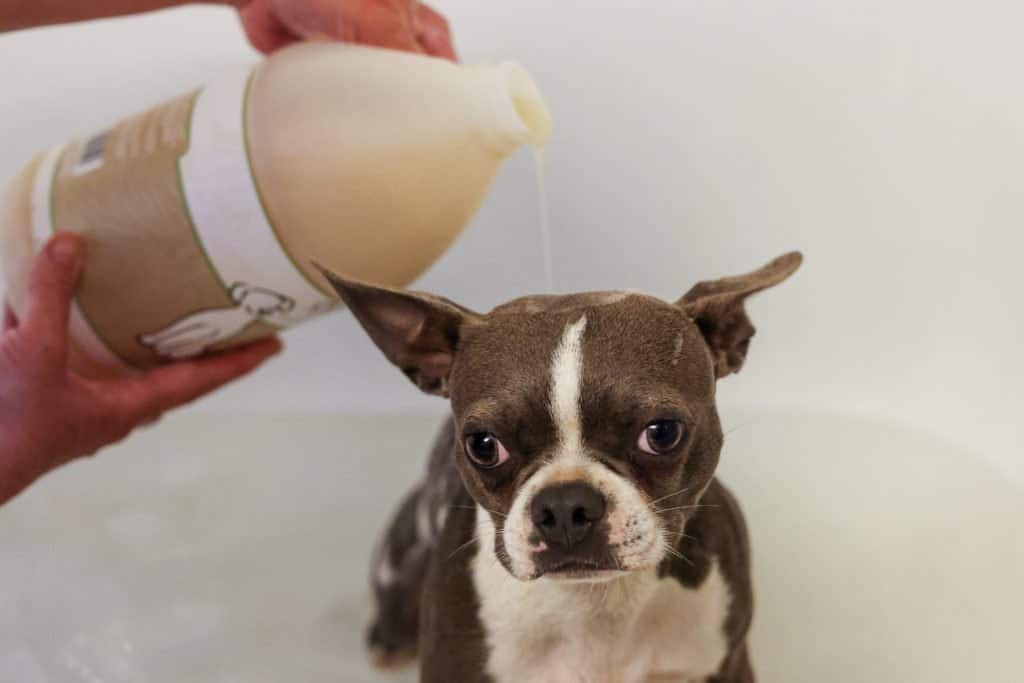 Lockeland, un Boston Terrier, riceve uno shampoo per cani con WAHL Dry Skin and Itch Relief Shampoo.