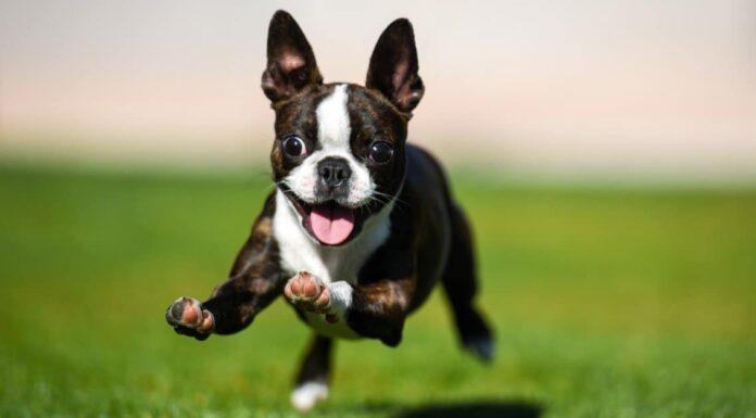 A 1.5 year-old Boston Terrier.
